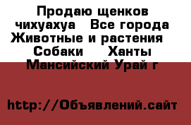 Продаю щенков чихуахуа - Все города Животные и растения » Собаки   . Ханты-Мансийский,Урай г.